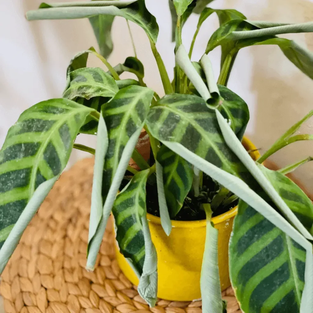 calathea-hojas-enrrolladas