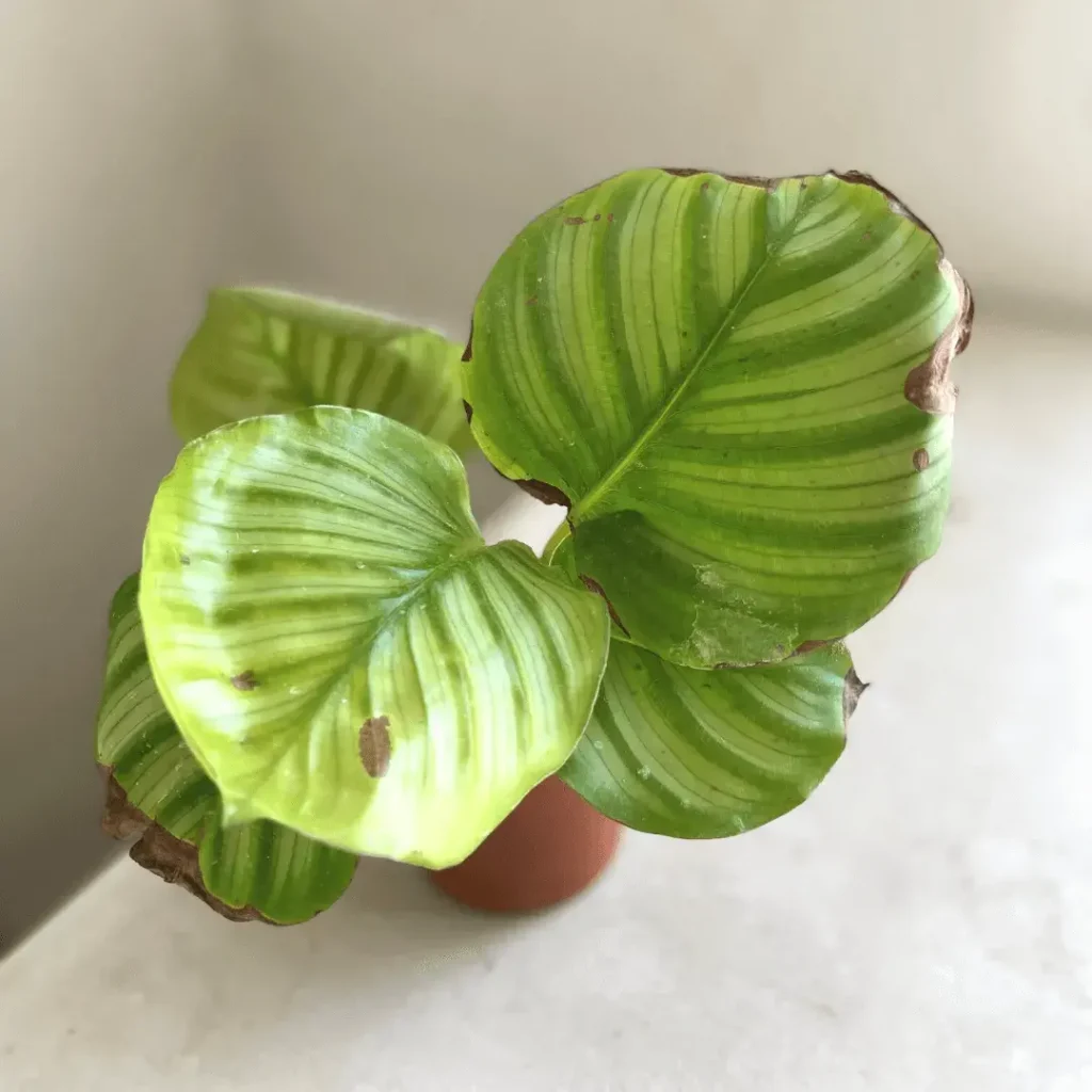 calathea-hojas-marrones