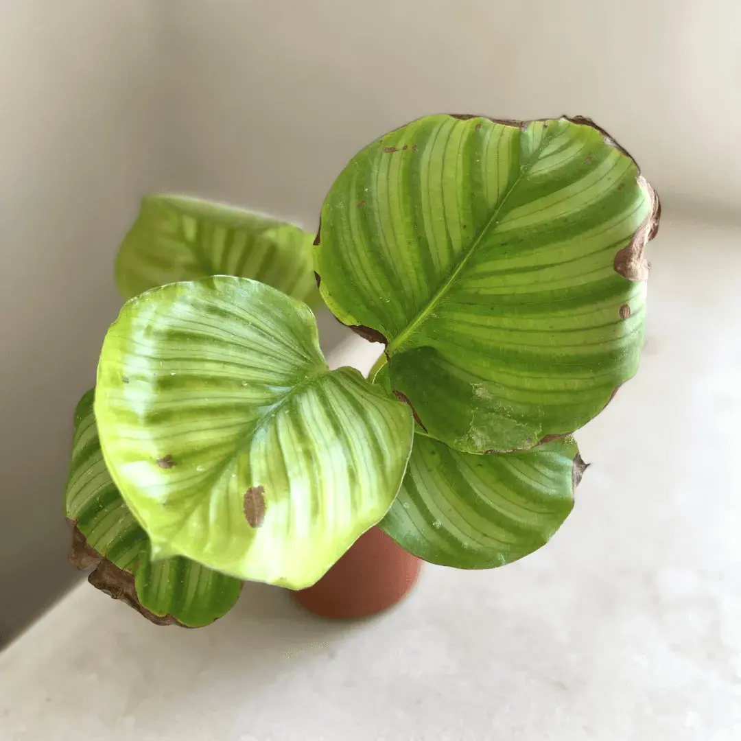 calathea-hojas-marrones calathea-hojas-marrones