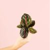 calathea-roseopicta
