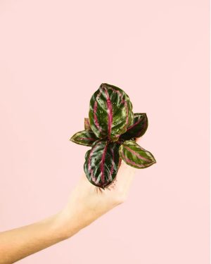 calathea-roseopicta