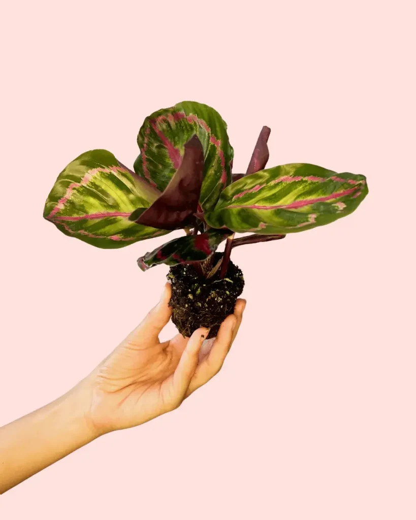 calathea-roseopicta-bebe