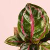 calathea-roseopicta-hoja