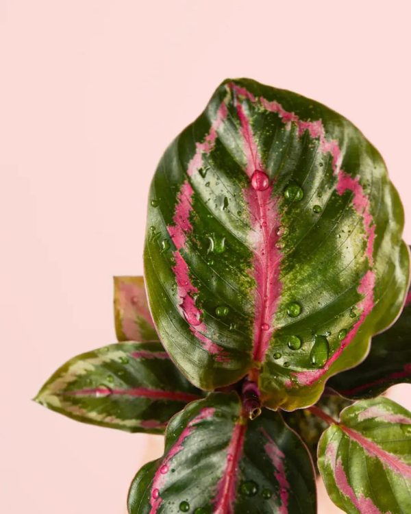 calathea-roseopicta-hoja