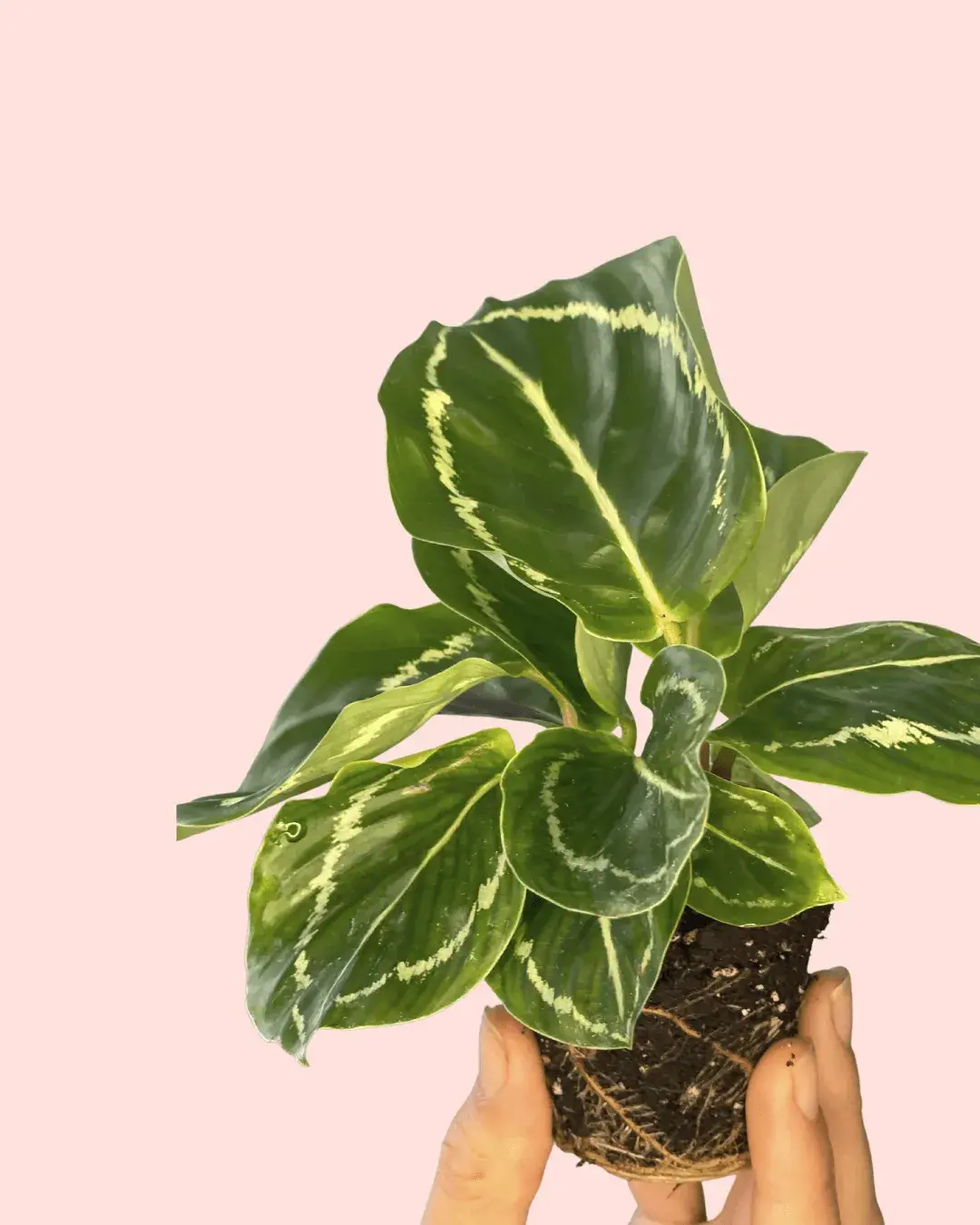 calathea-roseopicta-hojas-verde calathea-roseopicta-hojas-verde