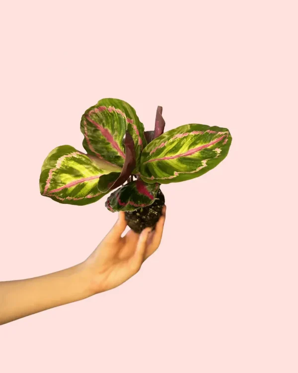 calathea-roseopicta-mini
