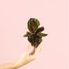 calathea-roseopicta-planta