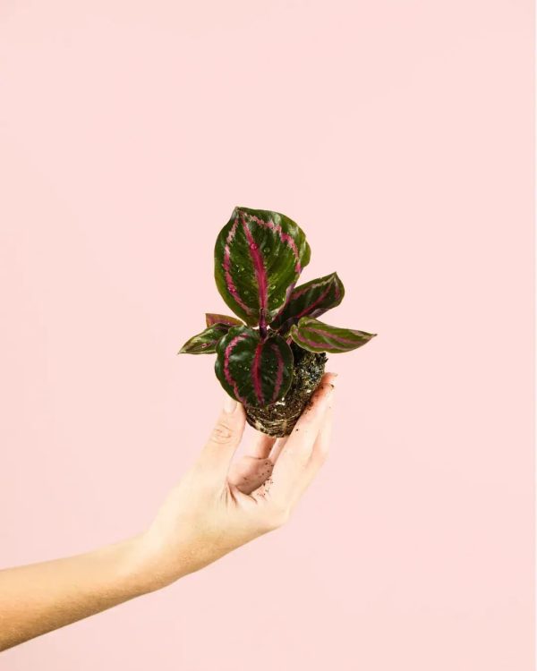 calathea-roseopicta-planta