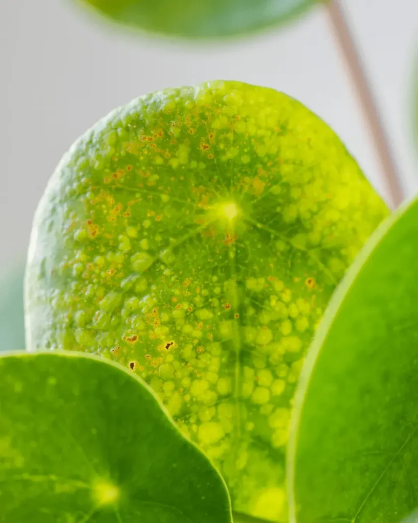 hoja-amarilla-pilea-peperomioides