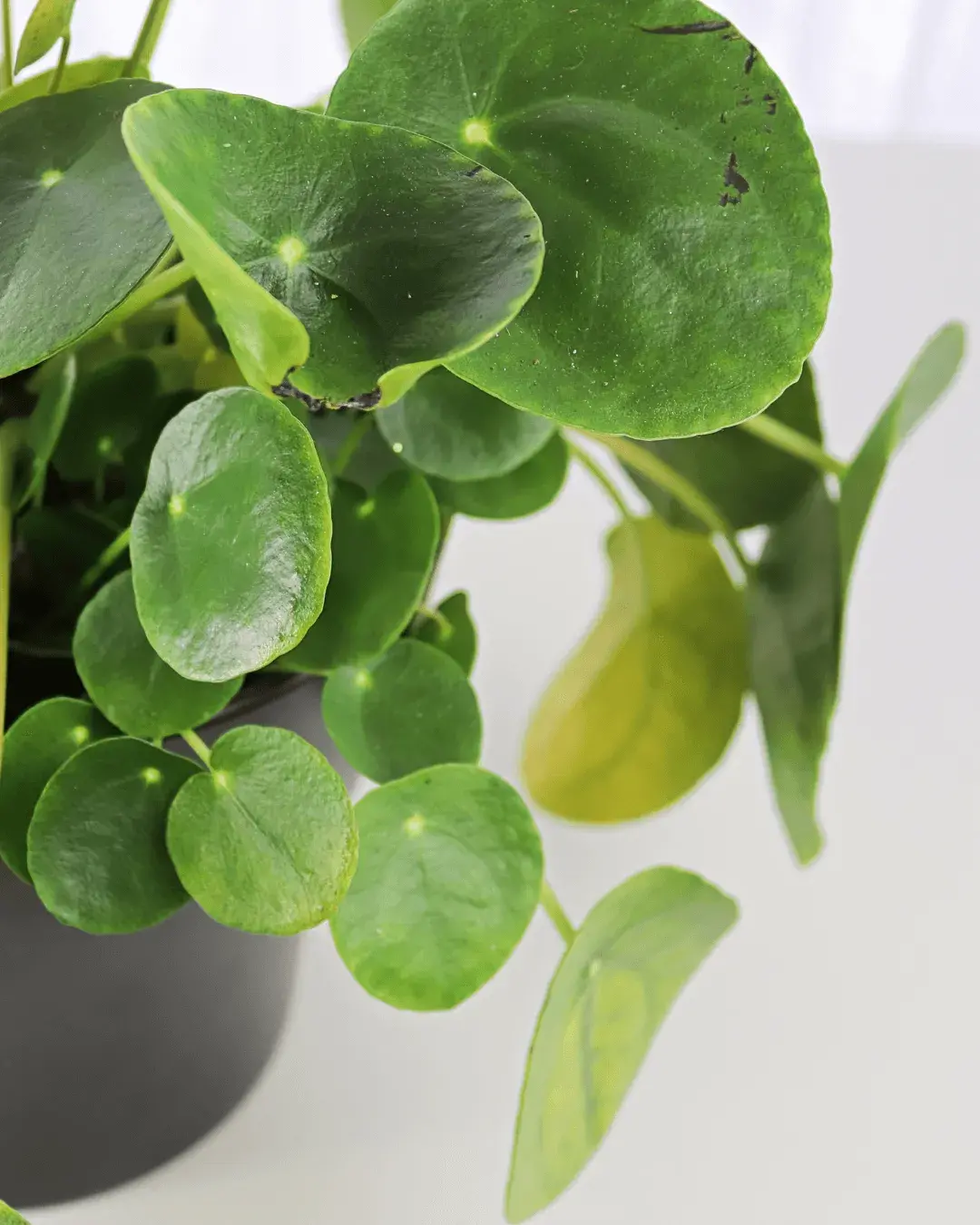 hojas-marrones-pilea-peperomioides hojas-marrones-pilea-peperomioides