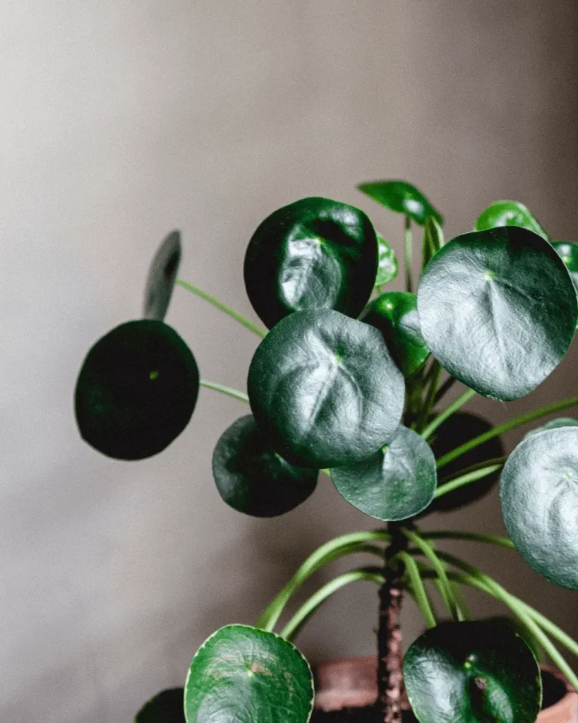 pilea-hojas-curvas-peperomioides