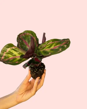 planta-calathea-roseopicta
