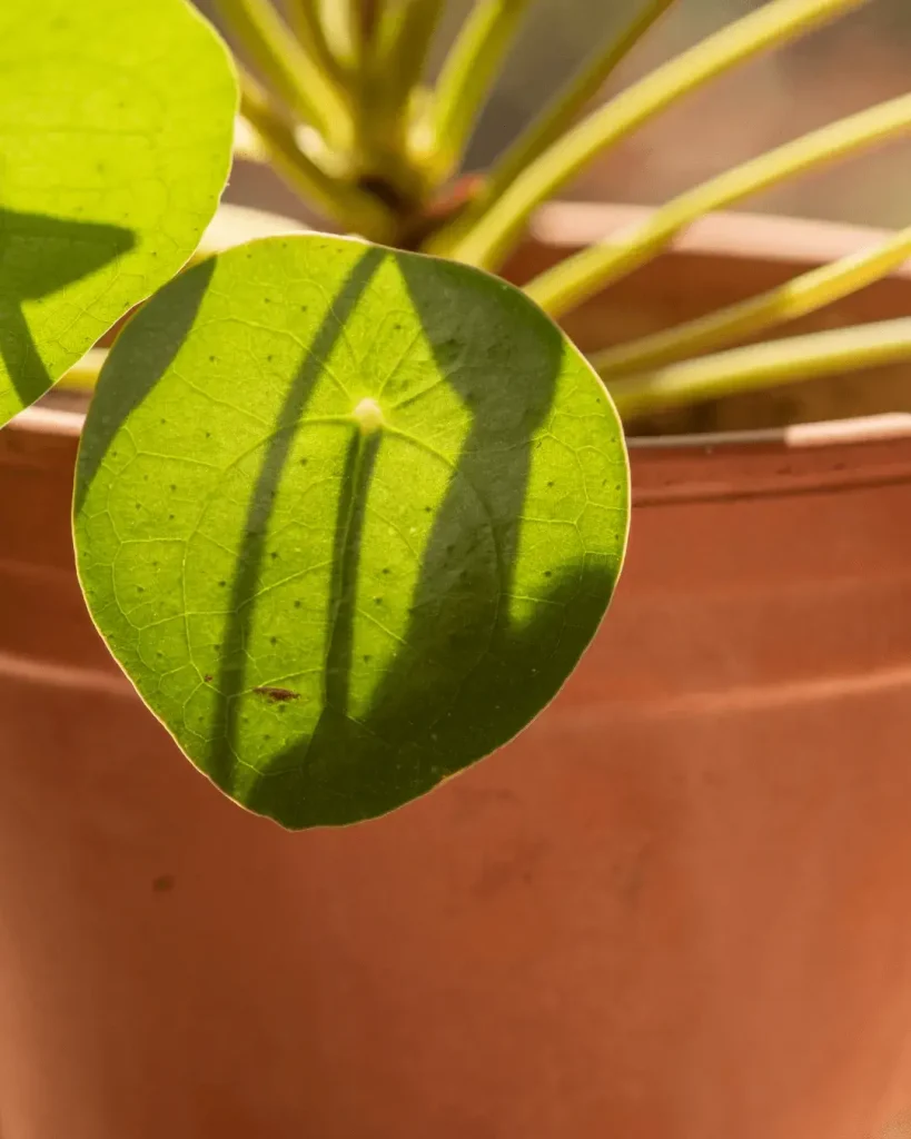 verde-claro-hojas-pilea-peperomioides