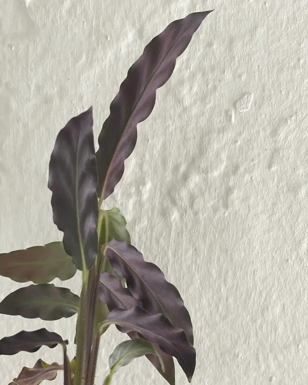 calathea-rufibarba-hojas-moradas calathea-rufibarba-hojas-moradas