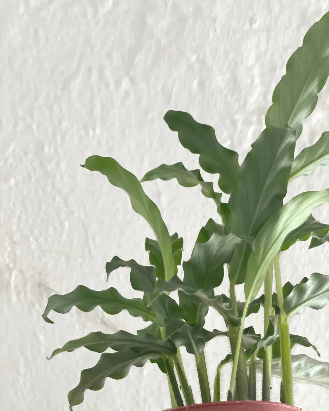 calathea-rufibarba-hojasverdes calathea-rufibarba-hojasverdes
