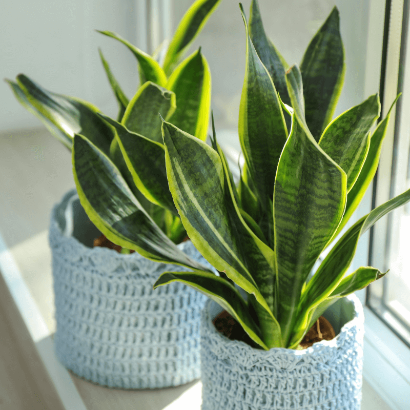 cuidados-sansevieria