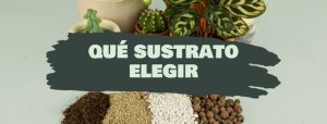 qué sustrato elegir
