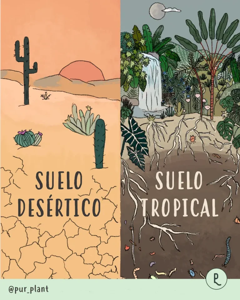 suelo tropical y suelo desierto ilustracion