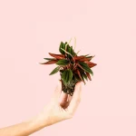 Peperomia Caperata Rosso Mini