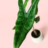 Alocasia Zebrina Mini hoja