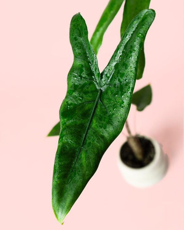 Alocasia Zebrina Mini hoja