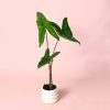 Alocasia Zebrina Mini maceta
