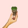 Cactus-Echinopsis-oxygona