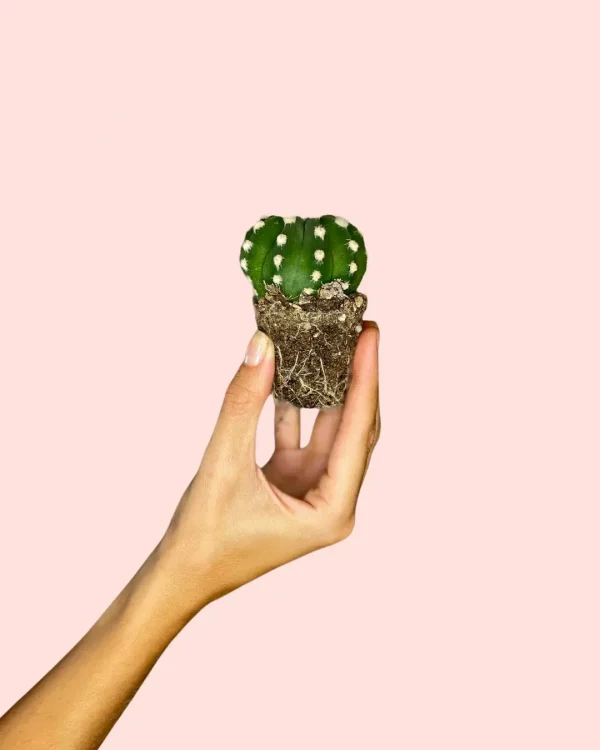 Cactus Echinopsis oxygona