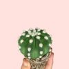 Cactus-Echinopsis-oxygona-mini