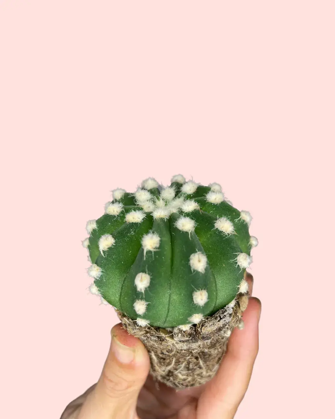 Cactus Echinopsis oxygona mini Cactus Echinopsis oxygona mini