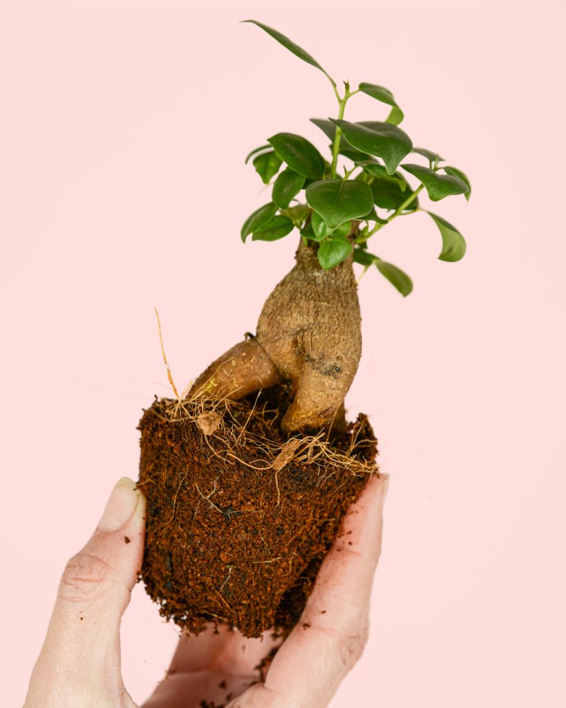 Ficus-microcarpa-hojas