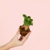 Ficus-microcarpa-planta