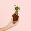 Ficus.microcarpa-planta