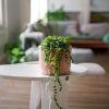 Mini senecio rowleyanus-conexto