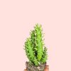 Opuntia-subulata-cactus-mini