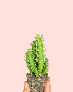 Opuntia subulata cactus mini