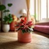 Peperomia Caperata Rosso-conexto