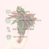 Peperomia Caperata Rosso-cuidados