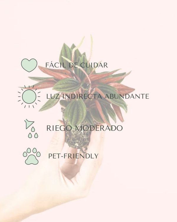 Peperomia Caperata Rosso-cuidados