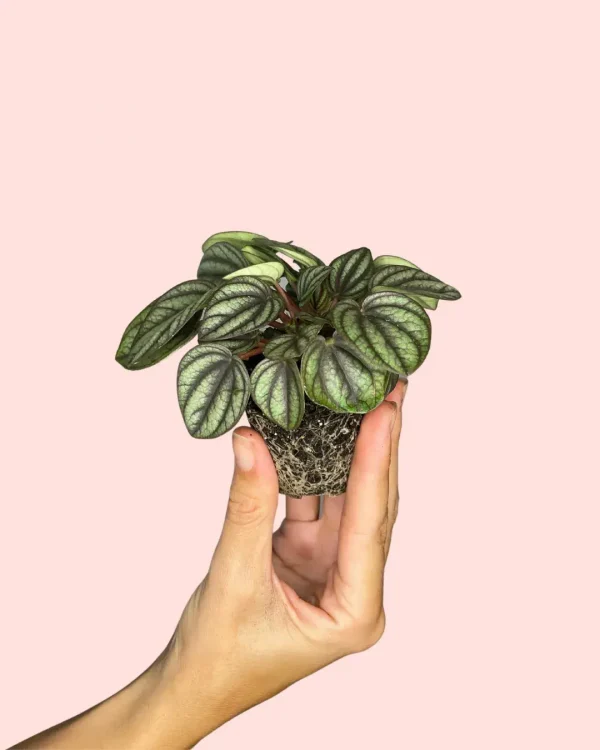 Peperomia albovittata - mini