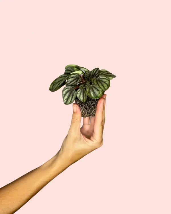 Peperomia albovittata - piccolo banda