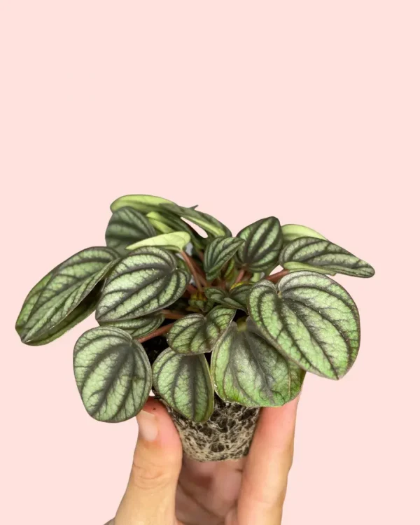Peperomia albovittata - piccolo banda planta