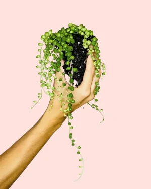 Senecio rowleyanus - rosario