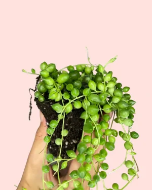Senecio rowleyanus - rosario-mini