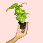 Syngonium-golden-