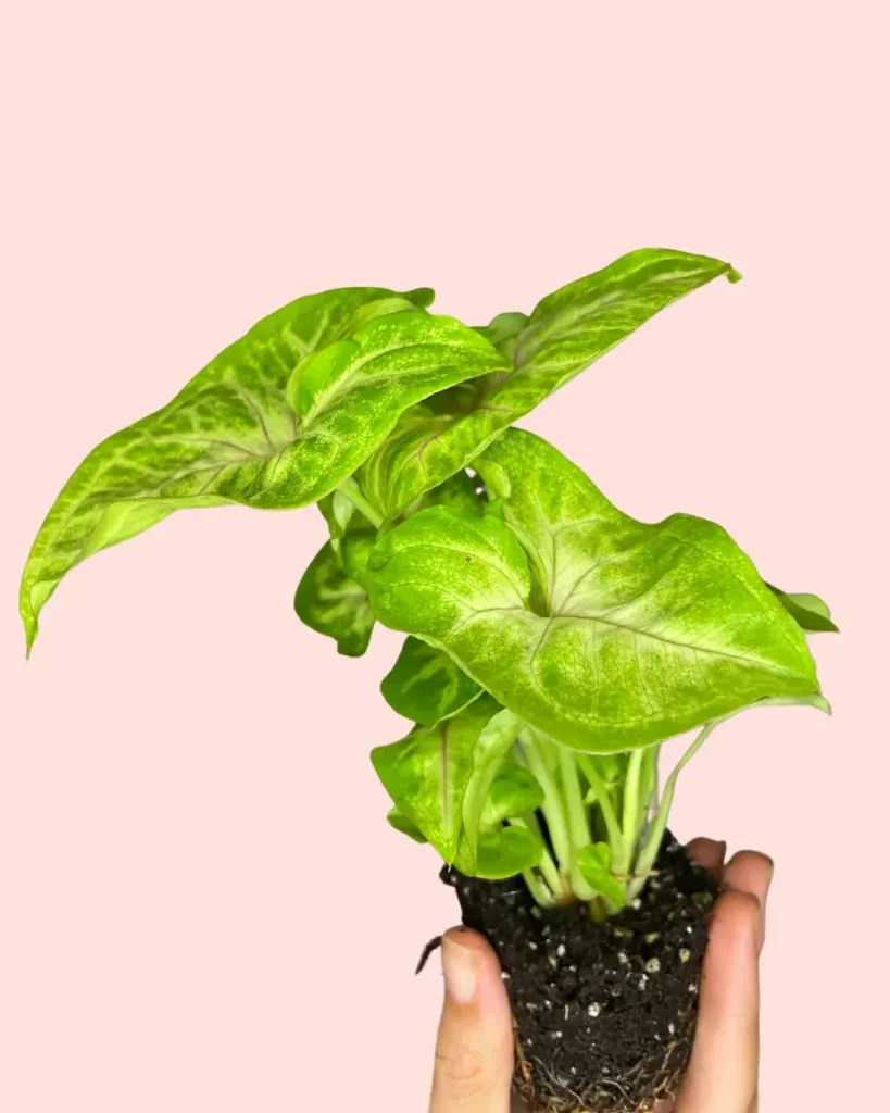 Syngonium golden hoja