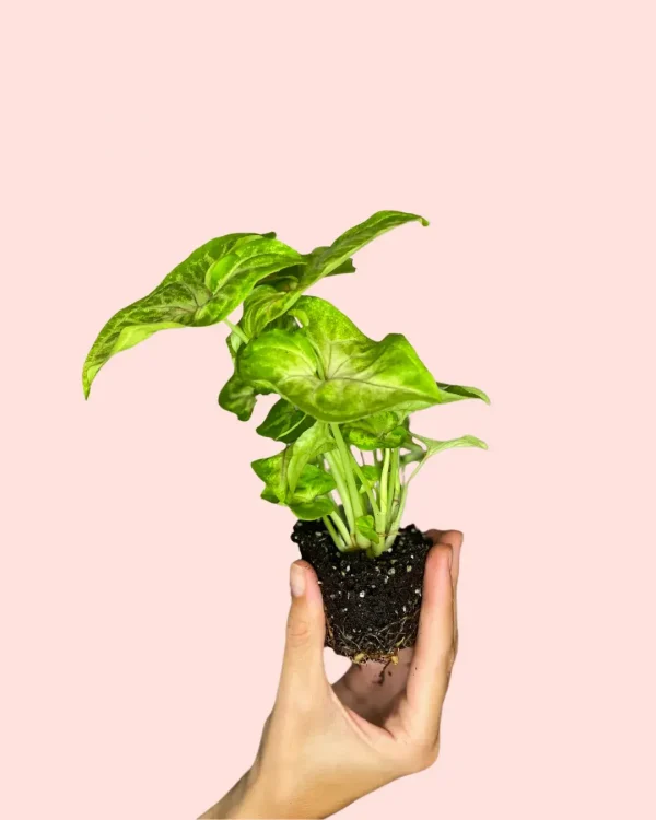 Syngonium golden mini
