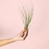 Tillandsia-juncea