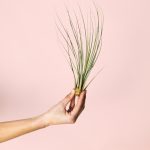 Tillandsia-juncea