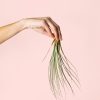 Tillandsia-juncea-planta